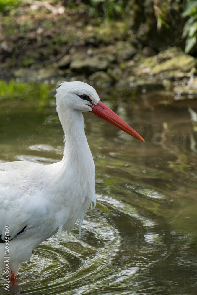 Fototapeta premium White Stork Portrait with green background in natural habitat