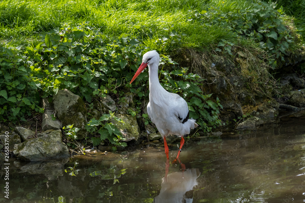 Fototapeta premium White Stork Portrait with green background in natural habitat