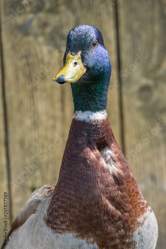 Portrait of a mallard duck