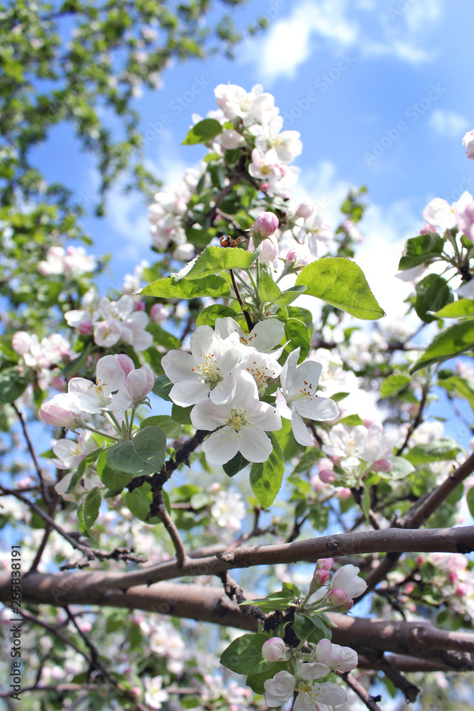 flowers apple spring garden