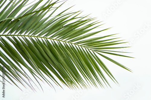 Top view isolated green leaf of a palm tree. Summer exotic vacation concept