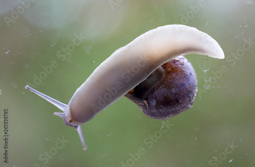 Fototapeta Naklejka Na Ścianę i Meble -  Common garden snail underside view - Ditry glass window