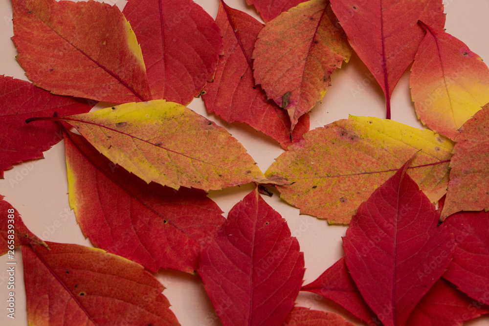 Colorful autumn leaves on pink background Colorful autumn leaves on pink background