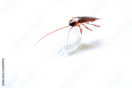 Close up Cockroach on toothbrush isolated on white background (Isolated background)