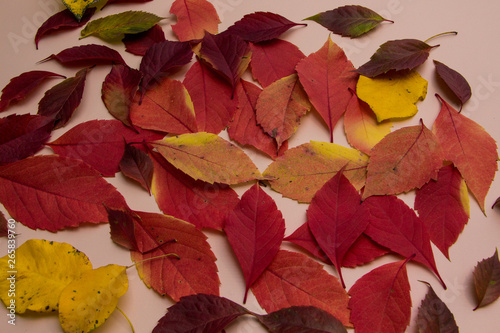 Colorful autumn leaves on pink background