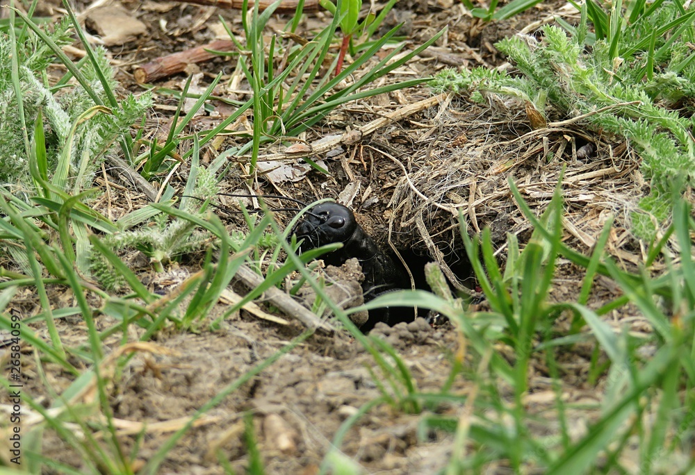 Cricket near the hole on grass background Cricket near the hole on grass background