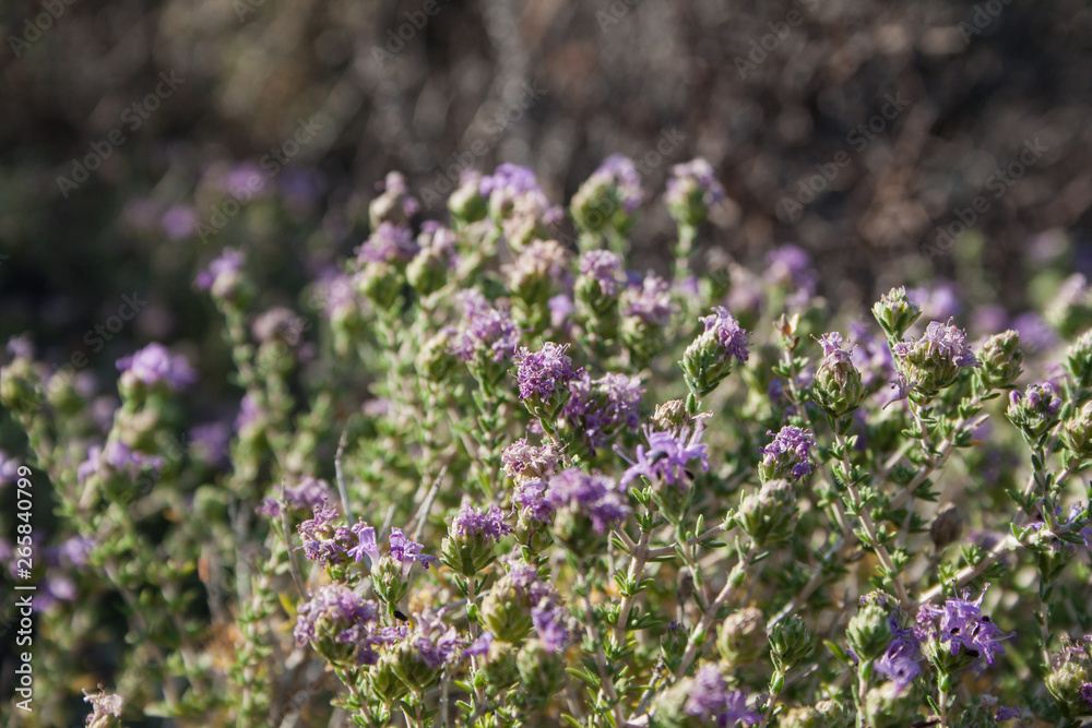 Mediterranean mackie flora on the hillside Mediterranean mackie flora on the hillside