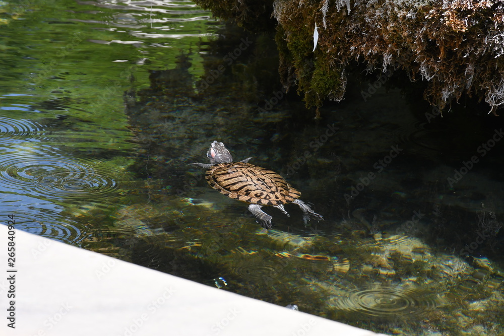 Fototapeta premium Wasserschildkröten in stadtpark auf vermoosten stein