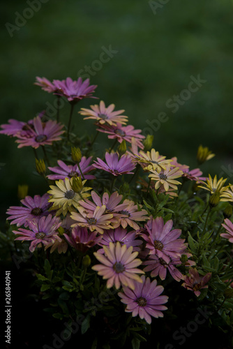 elegant pale daisies in the garden