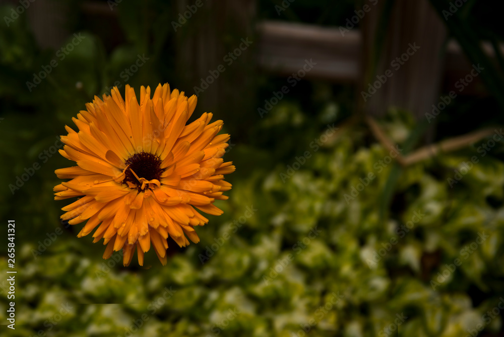 Obraz premium orange marigold callendula on abstract background