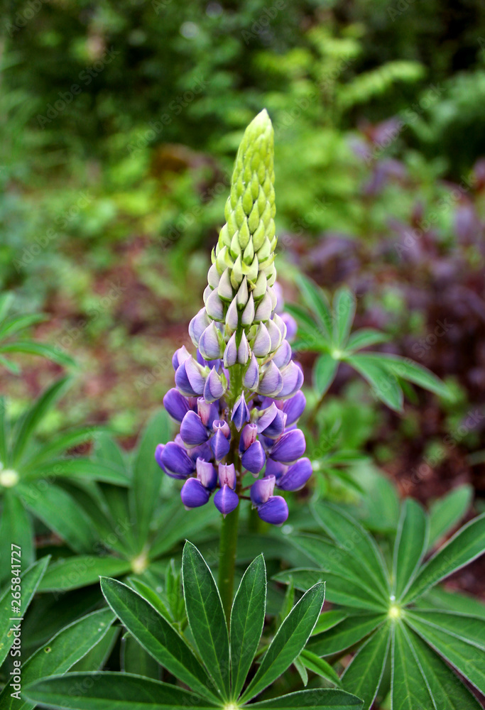 flower lupine garden flower lupine garden