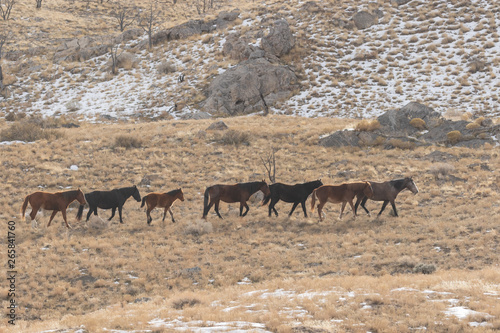 Herd of Wild Horses in the Utah Desert in Winter