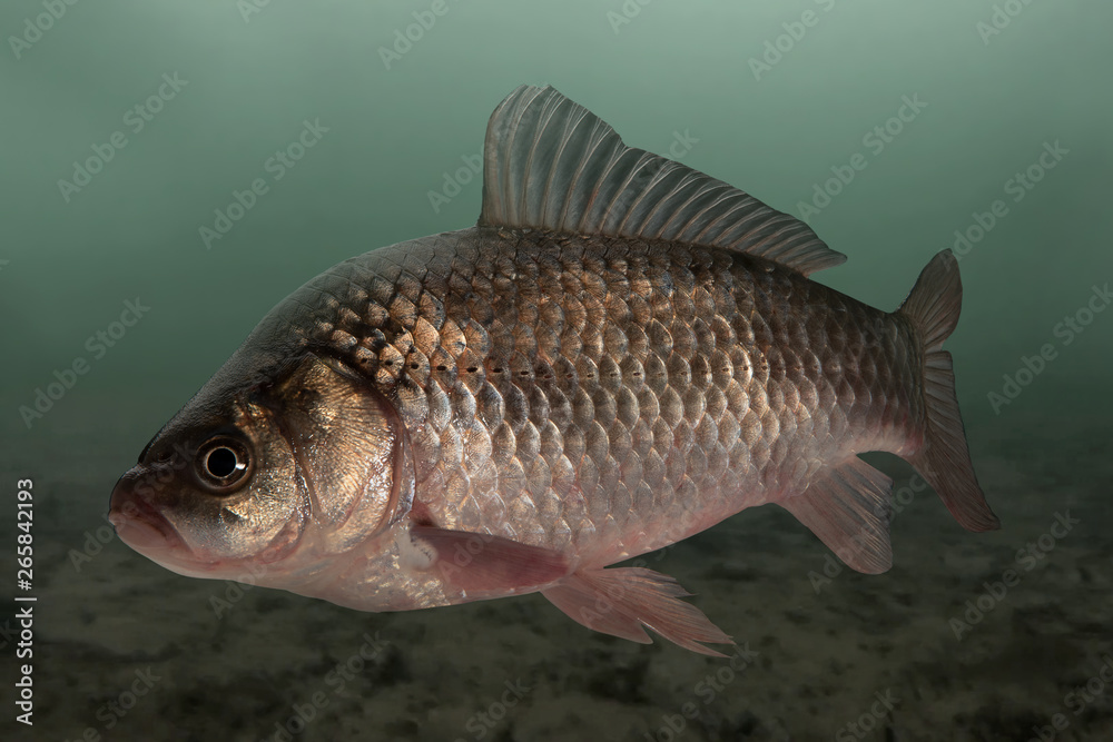 Live fish crucian on pond Live fish crucian on pond
