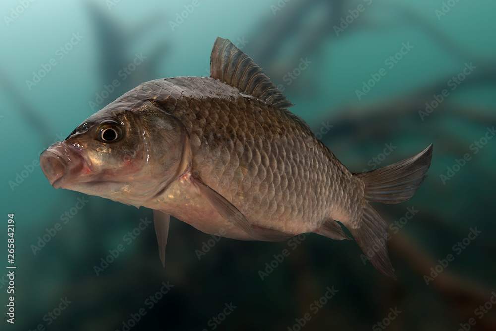 Fototapeta premium Live fish crucian on pond