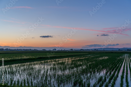 夕暮れ時の水田 rice field at sunset photo