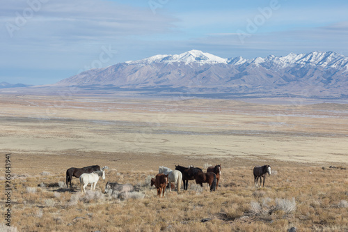 Herd of Wild Horses in the Utah Desert in Winter © natureguy