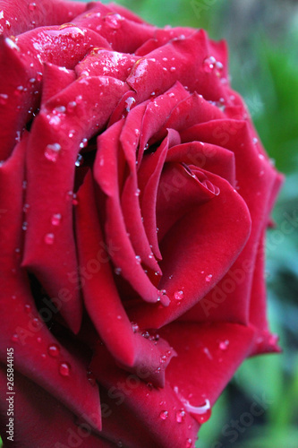 big red rose