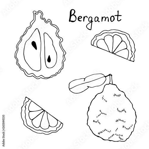 Hand drawn art of bergamot. Black linear drawing of citrus fruit.