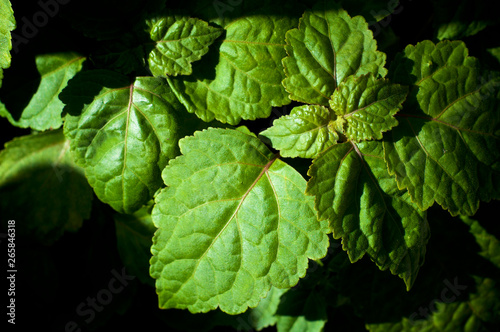 Close up of Pogostemon cablin patchouli plant leaves in morning light with deep shadows. Member of the mint/ deadnettle family. Used in aromatherapy, perfume, and incense. photo