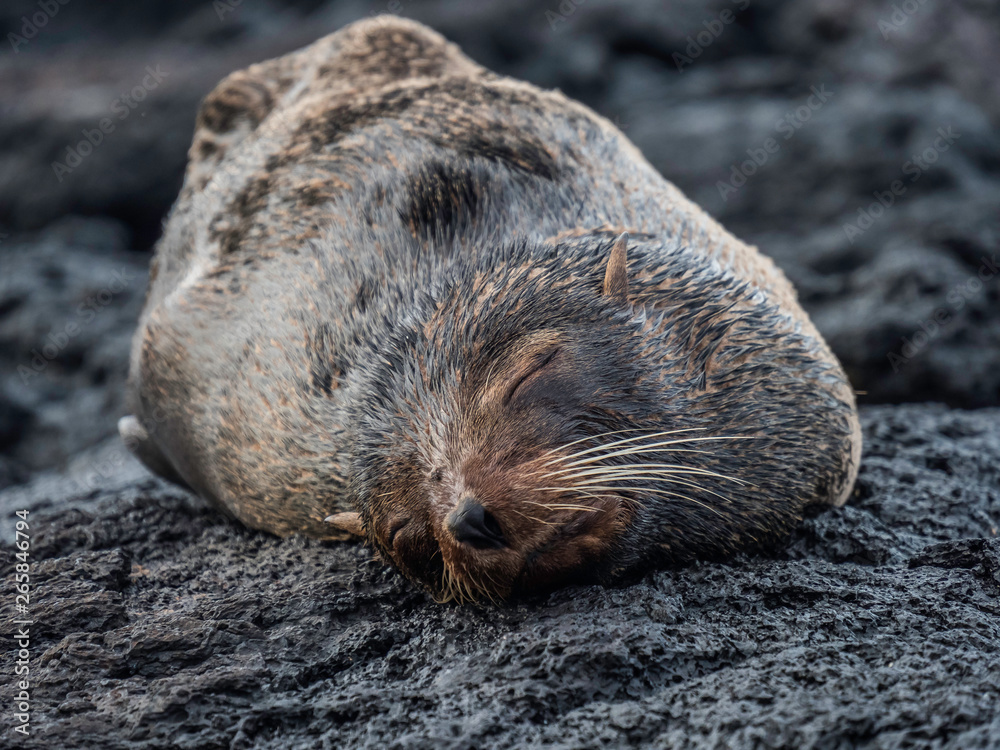Galapagos Fur Seal sleeping on rocks