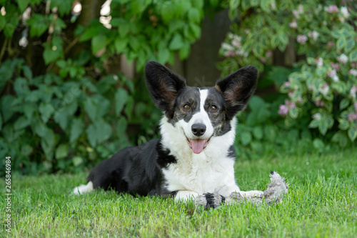 Welsh Corgi Cardigan tricolor with brindle points © MF Photo