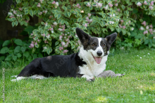 Welsh Corgi Cardigan tricolor with brindle points