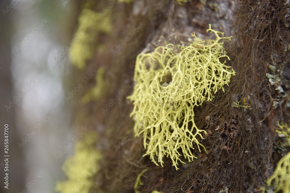 moss on tree with blurry bg moss on tree with blurry bg