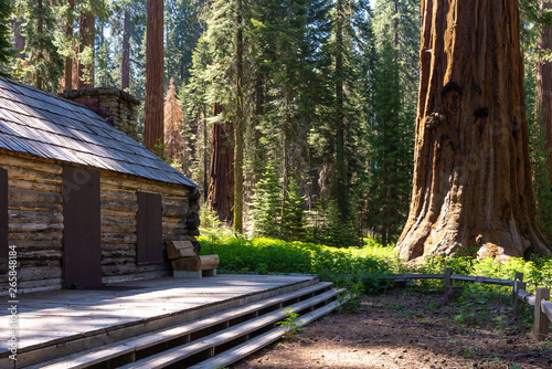 Mariposa Grove, Yosemite National Park, California, USA