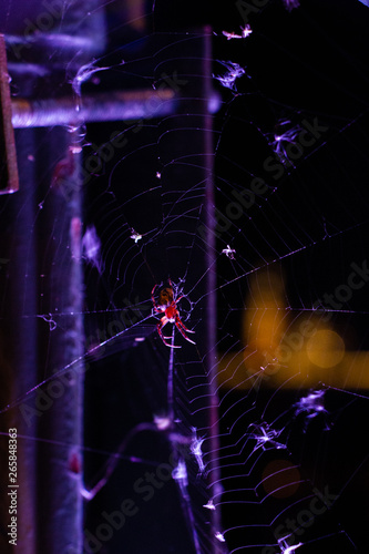 spider