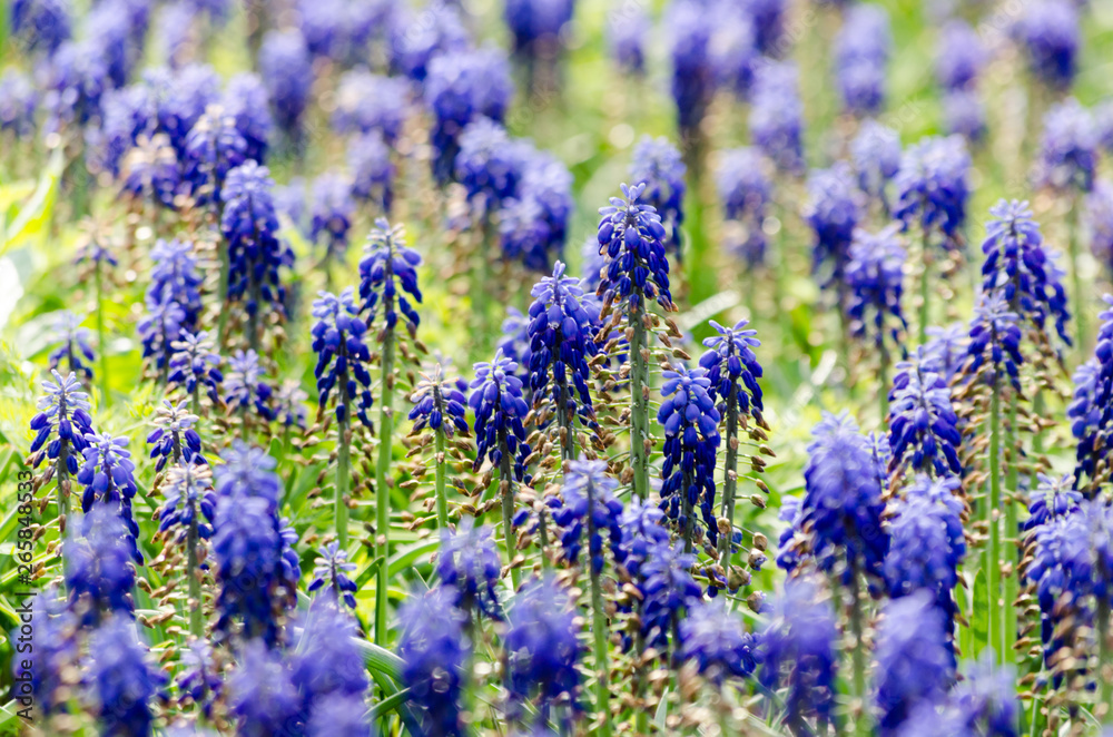 Obraz premium blue flowers of Mouse hyacinthe Muscari plant