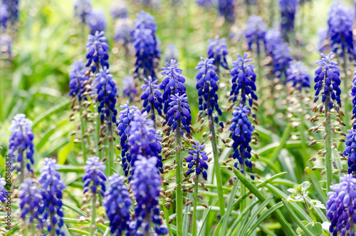 blue flowers of Mouse hyacinthe Muscari plant