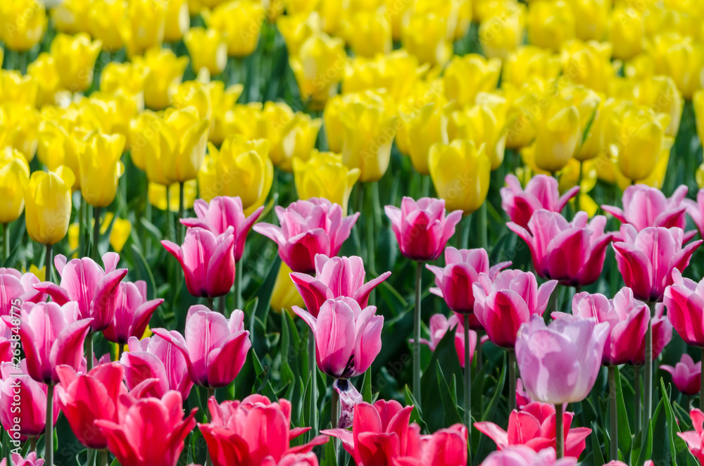 large blooming flower bed with pink and yellow hybrid tulips