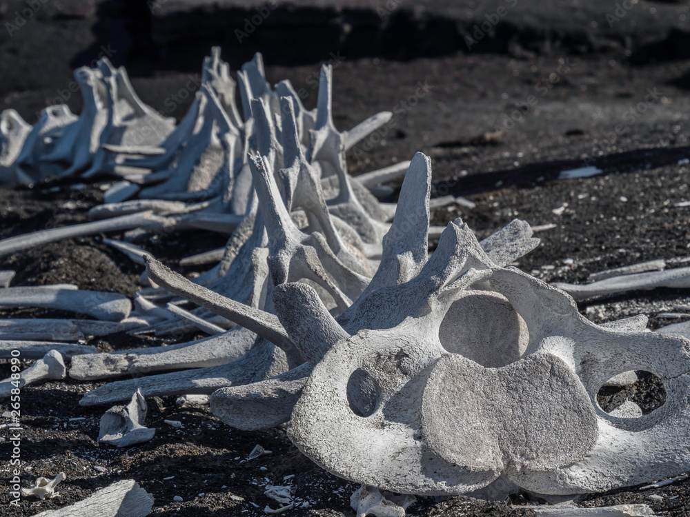 Skeleton of a whale displayed near Galapagos Islands Ecuador