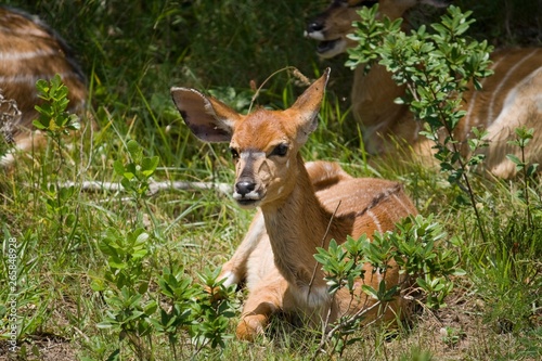 Young nyala lying in the grass