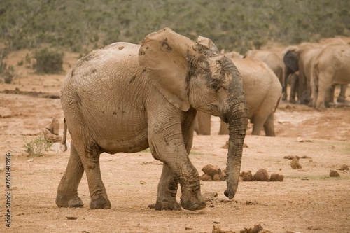 Young African Elephant playing with mud