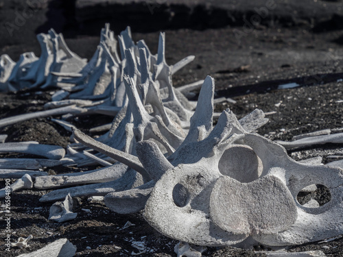 Obraz na płótnie Skeleton of a whale displayed near Galapagos Islands Ecuador w salonie