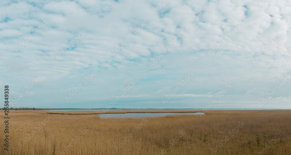 Obraz premium view over reed and water