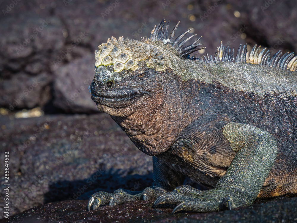 marine iguanas sunbathing near Galapagos Islands, Ecuador