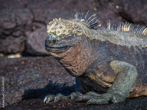 Obraz na płótnie marine iguanas sunbathing near Galapagos Islands, Ecuador w salonie