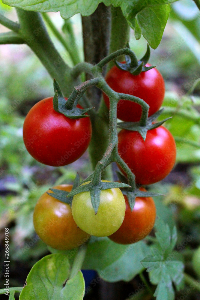 cherry tomatoes garden