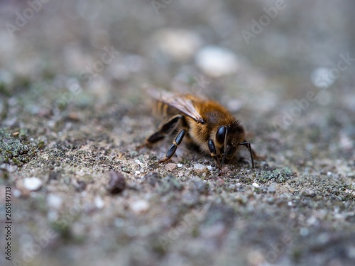 Biene liegend auf Steinboden 