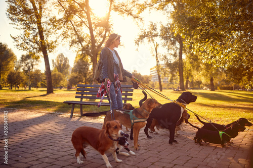 Photography Happy woman dog walker with dogs enjoying in walk..