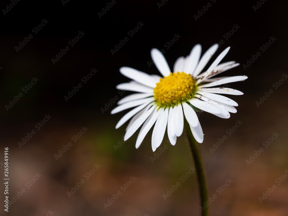 Gänseblümchen mit braunem Hintergrund Gänseblümchen mit braunem Hintergrund