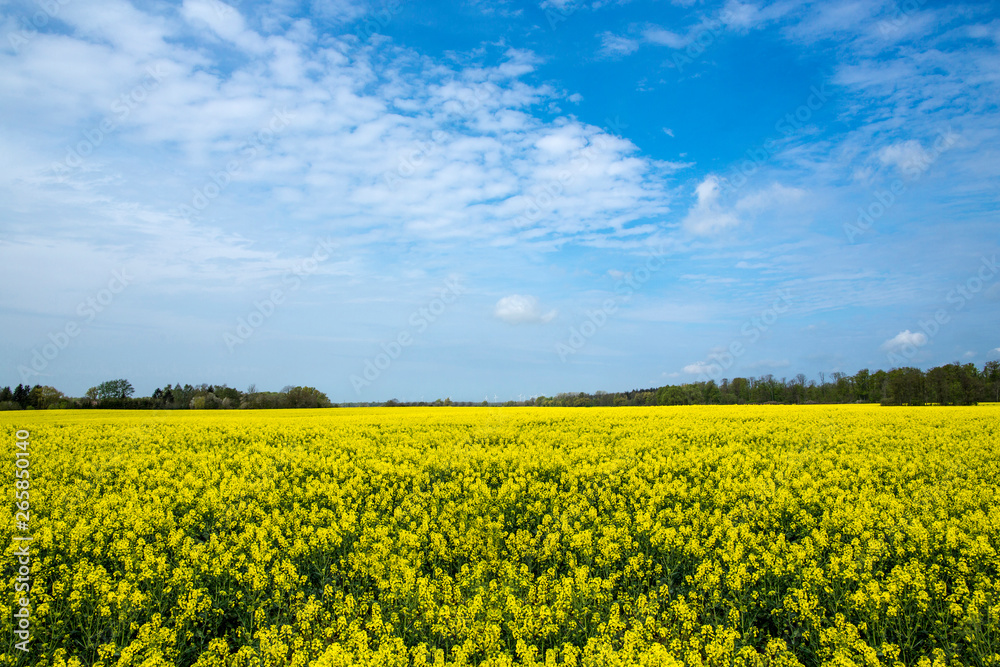 rape fields, rape seed