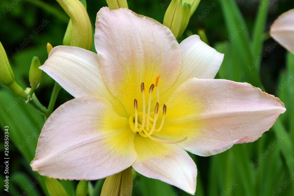 Delightful flowering of pink hemerocallis in the garden closeup.