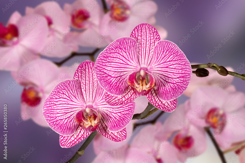 Pink orchid phalaenopsis isolated on blue background Pink orchid phalaenopsis isolated on blue background
