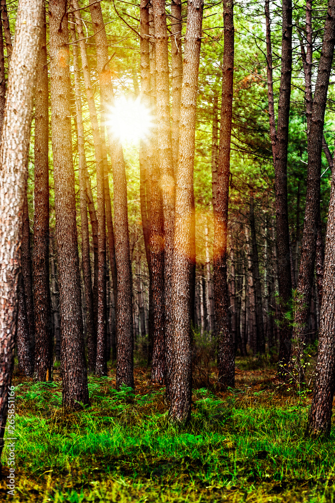 Obraz premium Las sosnowy