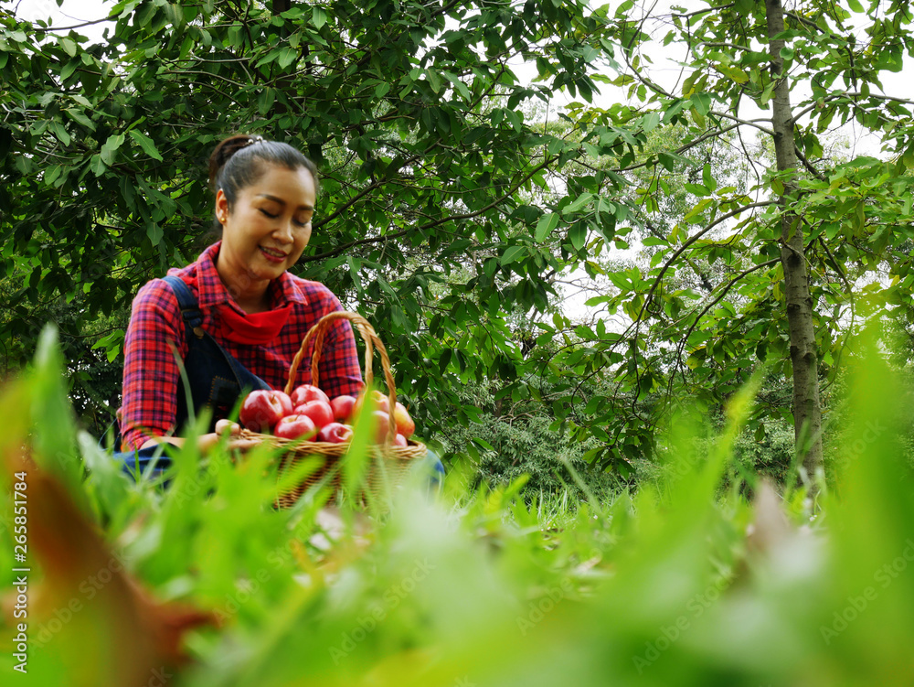 Beautiful senior woman smile portrait and holding red apple in garden. Beautiful senior woman smile portrait and holding red apple in garden.