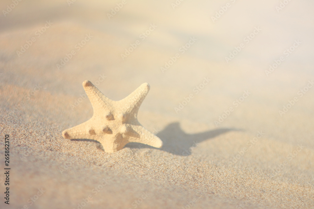 A starfish sits alone on a sandy beach in soft sunlight. Concept of: Coastal serenity A starfish sits alone on a sandy beach in soft sunlight. Concept of: Coastal serenity