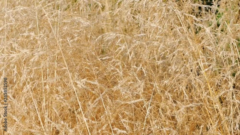 Field of tall thin golden yellow spikes lit by the sun moving in the wind. Close up Field of tall thin golden yellow spikes lit by the sun moving in the wind. Close up